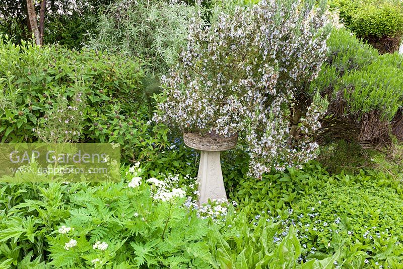 Herb garden with sundial overshadowed by mature rosemary - Rosmarinus officinalis. Other herbs include soapwort - Saponaria officinalis, majoram, Sanguisorba 'Tanna', hyssop, sweet cicley, white-flowered sage and phlomis.