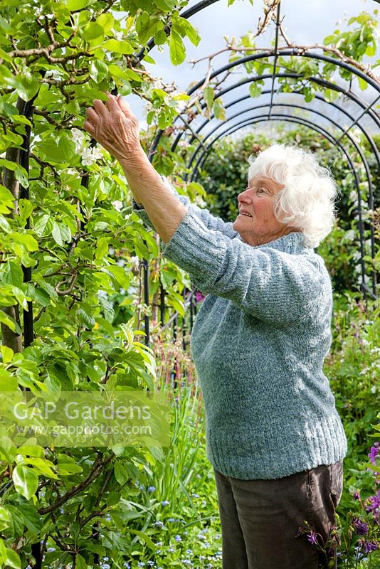Shirley Gilbert picking off diseased leaves from apples on her fruit arch. Her constant vigilance keeps the trained trees healthy and productive.