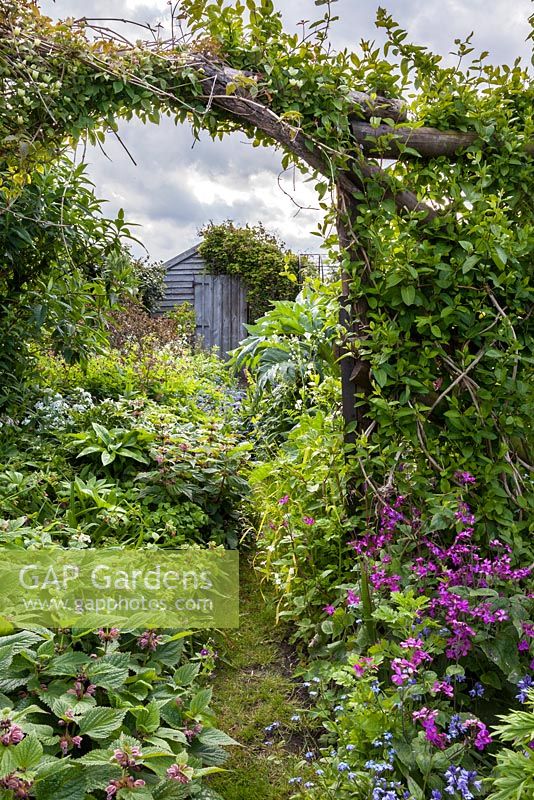 View through archway on rustic wooden trellis to wooden garden shed. Trellis holds Clematis montana 'Primrose Star' and honeysuckle.  Border plants include Lamium orvala, forget-me-nots, Lunaria annua - honesty, Hyacinthoides hispanica - Spanish bluebells,  Geranium phaeum, pulmonaria and hellebore foliage.