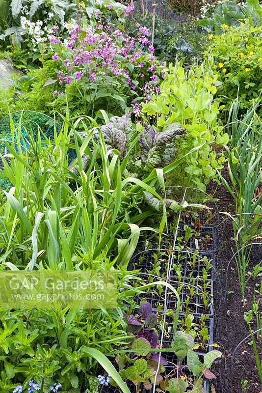 Trays of vegetable seedlings waiting to take their place in the next available soil once a crop is harvested. Onions and leeks are interplanted with ornamentals in cottage garden style, including forget-me-nots, honesty - Lunaria annua, stocks and ox-eye daisies in bud.