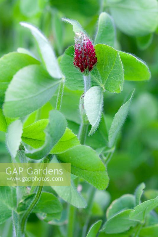 Trifolium pratense - Green manure, red clover. Reintroduces nutrients to the soil.