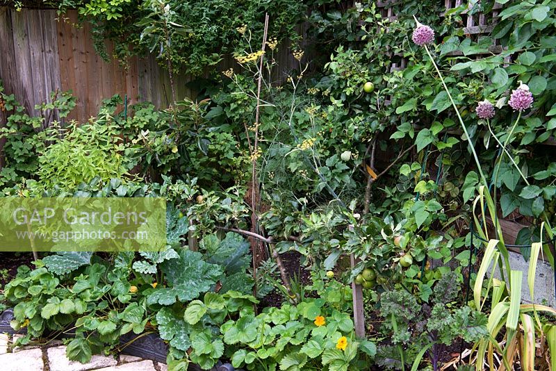 A raised fruit, herb and vegetable border planted with strawberries, courgettes, chives, fennel and espaliered apple tree.
