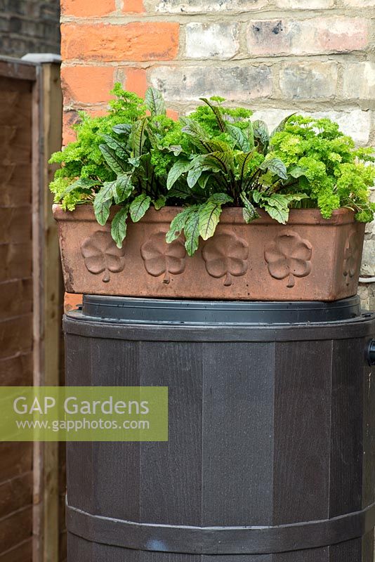 A terracotta trough planted with beetroot and parsley.