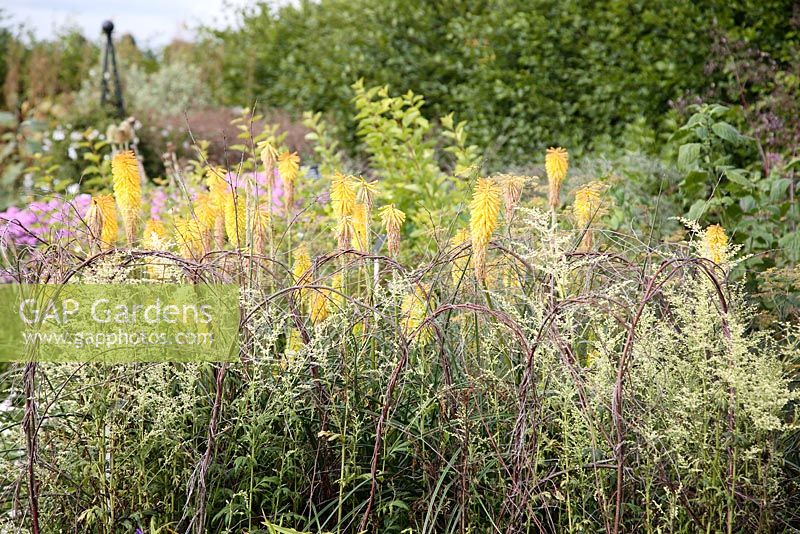 Mixed border at RHS Wisley with wickers arches surrounding Artemisia lactiflora 'Elfenbein' and Kniphofia 'Buttercup'
