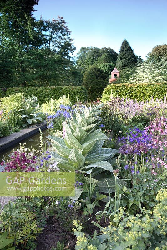 Beds by the canal at Penpergwm Lodge, Monmouthshire with Verbascum thapsus, Iris siberica 'Silver Edge' and aquilegias.