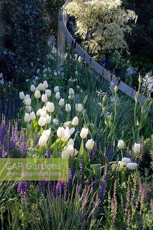 White tulips and purple Salvias with Geranium phaeum 'Album', camassias and irises in bud behind. Curved stainless steel band runs through planting and in front of Cornus controversa 'Variegata'. North East England at Home Garden