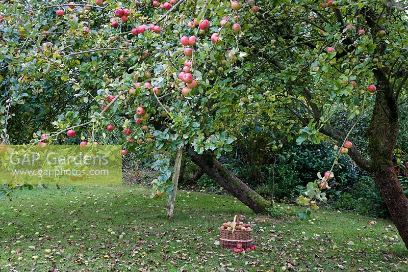 Malus domestica- apples in basket under apple tree. Tree is Malus 'Bramley's Seedling', apples in basket are Malus 'Egremont Russet' and M. 'Tydeman's Late Orange'