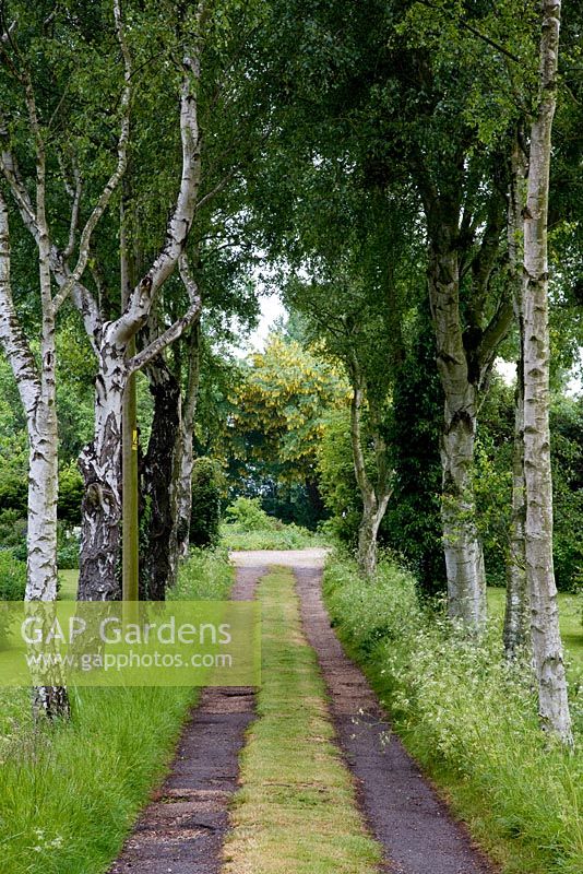 Avenue of Betula pendula - silver birch trees with laburnum at end. Cow parsley to right.