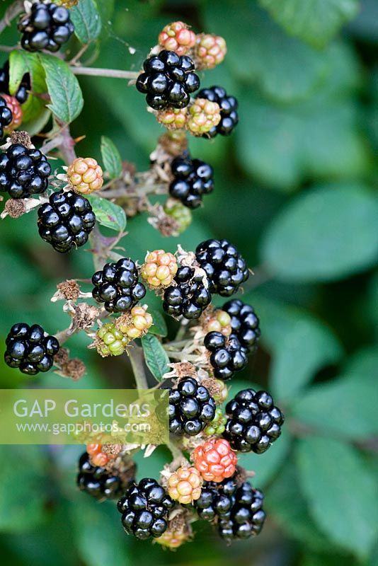 Rubus fruticosus - Blackberries  in the hedgerow