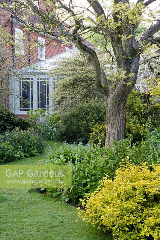 View to conservatory featuring Koelreuteria paniculata - golden rain tree, underplanted with variegated euonymous and Tellima grandiflora