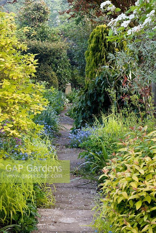 Pathway at back of garden. Golden foliage includes Millium effusum 'Aureum' Bowles' golden grass, Philadelphus coronarius 'Aureus', and Spiraea japonica 'Goldflame'