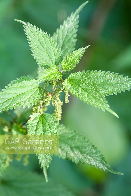 Urtica dioica,stinging nettle, with seedheads