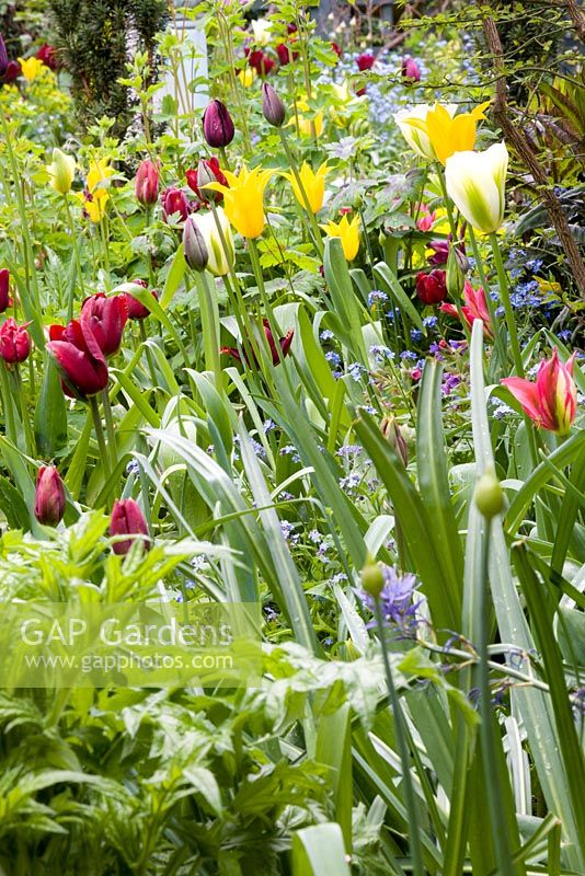 Tulips in spring garden. Including Tulipa Jan Reus, 'West Point', 'Queen of the Night', 'Hollywood', 'Spring Green'.