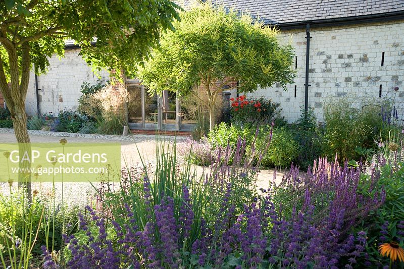 The Courtyard Garden designed by Piet Oudolf and John Coke features deciduous Koelreuteria paniculata, here underplanted with salvias, grasses and dahlias. Bury Court Barn, Bentley, Hants, UK