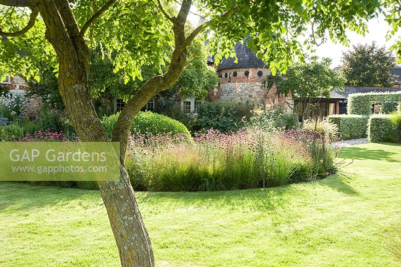 The Courtyard Garden designed by Piet Oudolf and John Coke features deciduous Koelreuteria paniculata, here framing clipped box surrounded by a bed of grasses mixed with pink Dianthus carthusianorum. Bury Court Barn, Bentley, Hants, UK