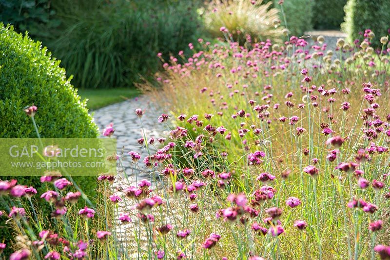 The Courtyard Garden designed by Piet Oudolf and John Coke features a dome of clipped box surrounded by a bed of grasses mixed with pink Dianthus carthusianorum. Bury Court Barn, Bentley, Hants, UK