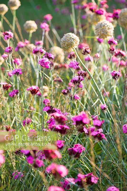 Dianthus carthusianorum mixed with allium seed heads and grasses in the Courtyard Garden at Bury Court Barn, Bentley, Hants, UK