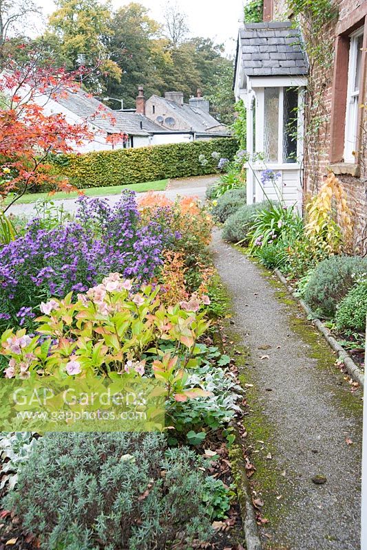 Autumn tints of acers, spiraeas and hydrangeas echo the warm colouring of the red sandstone house in the front garden, with purple asters mixed in between.