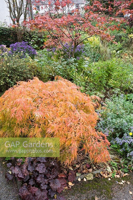 Strong foliage colours in the front garden include purple heucheras, oranges and red acers mixed with purple asters.