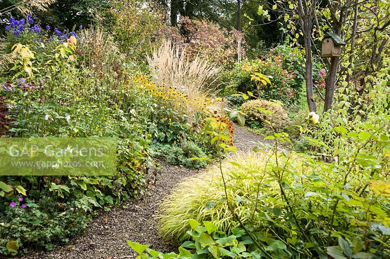 Gravel path passes between beds planted with a mix of herbaceous perennials and grasses including Rudbeckia fulgida var. sullivantii 'Goldsturm', Calamagrostis x acutiflora 'Overdam', Japanese anemones and Hakonechloa macra 'Aureola' on sloping land behind the house.