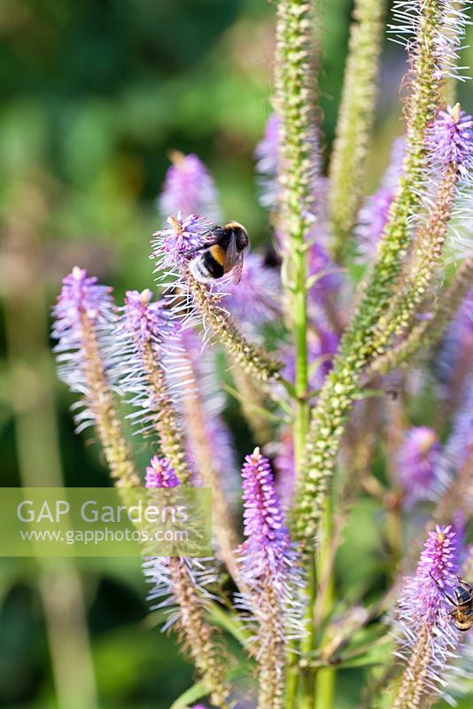 Veronicastrum virginicum 'Fascination' with bumble bee.