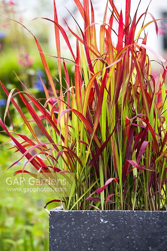 Imperata cylindrica 'Red Baron' in container