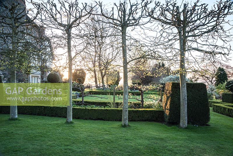 Pleached limes on the Upper Terrace catch the dawn sunlight. Little Malvern Court, Worcestershire, UK