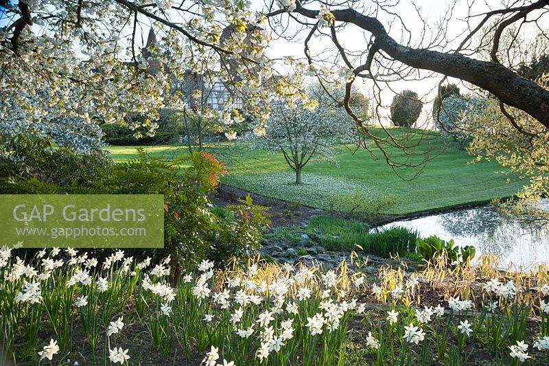 Prunus 'Shirotae' underplanted with Narcissus 'Tresamble' beside the top lake. Little Malvern Court, Worcestershire, UK