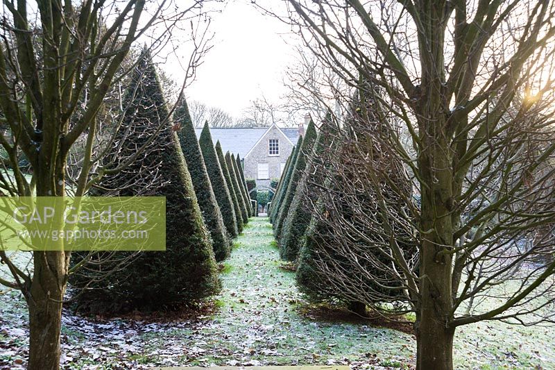 Clipped yew pyramids mark the central axis of the garden leading toward the house.