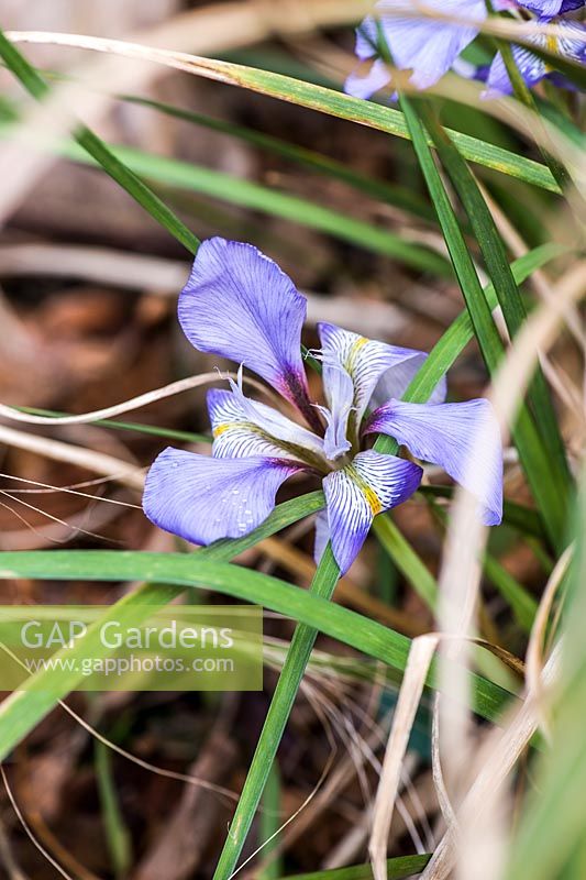 Iris unguicularis.