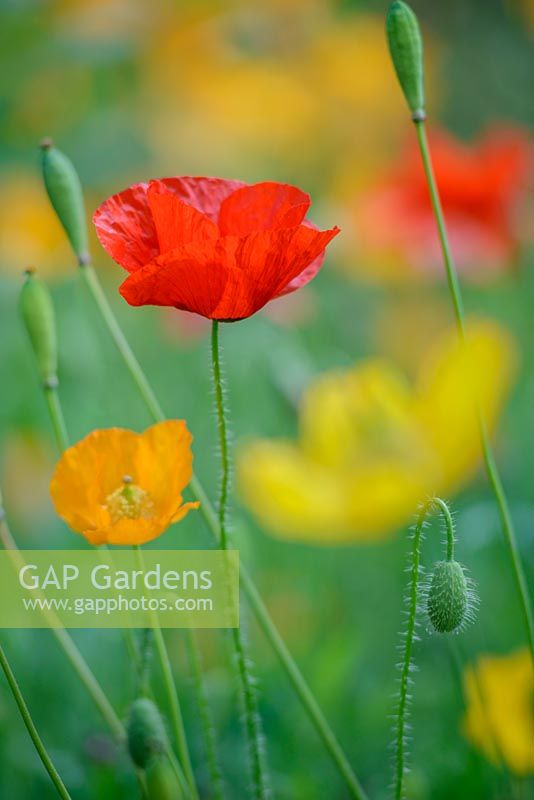 Papaver rhoeas and Meconopsis cambrica