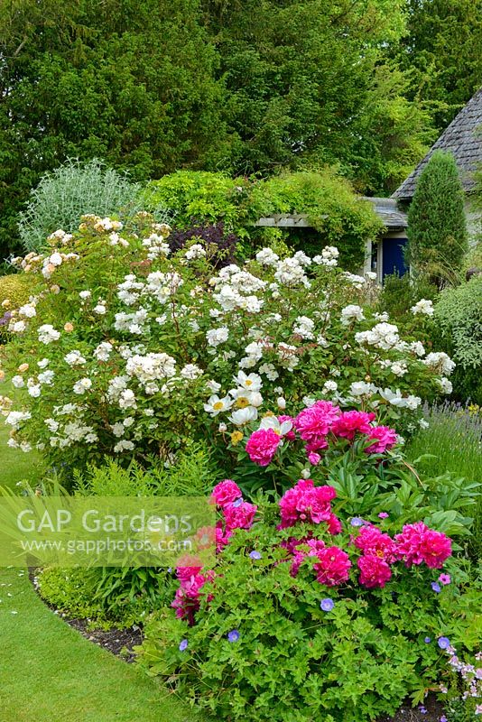 Rosa 'Penelope', Rosa 'Goldfinch' and peonies in cottage garden.