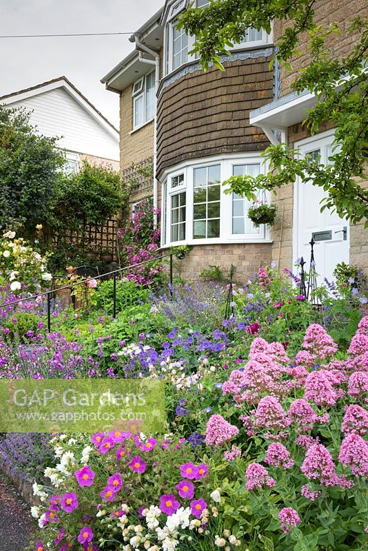 View along steeply sloping front gardens with Centranthus ruber, pinks, cistus, nepeta, Erysimum 'Bowles's Mauve', geraniums and roses.
