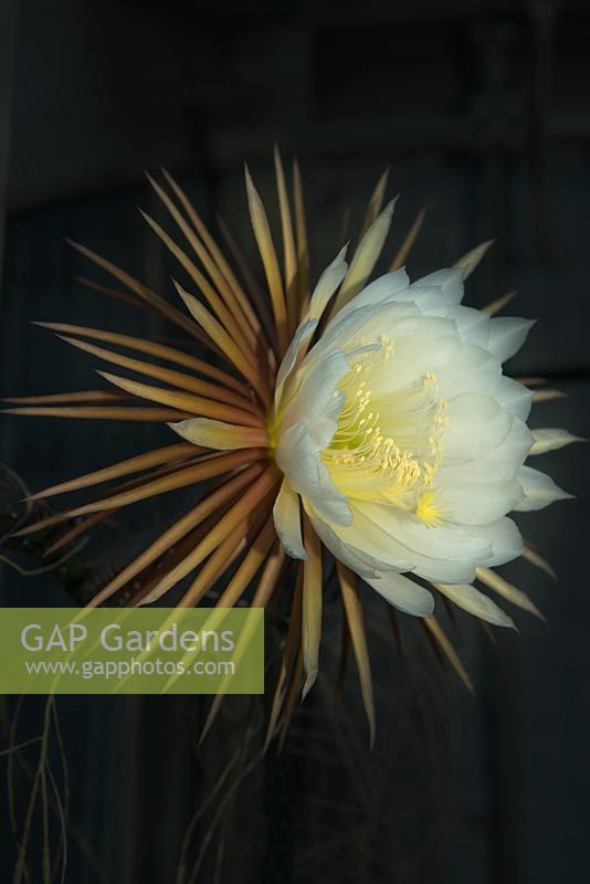 Selenicereus grandiflorus. Queen of the night cactus. Flower fully open after dark. Flower lasts only for one night.