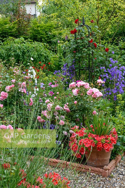 Mixed border with Rosa 'Dublin Bay', pink rose, Campanula persicifolia, petunias and agapanthus in container. Rope top edging tiles and gravel path