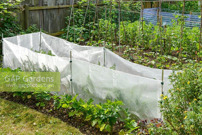 Well tended vegetable garden. Fine plastic mesh protection against carrot fly.