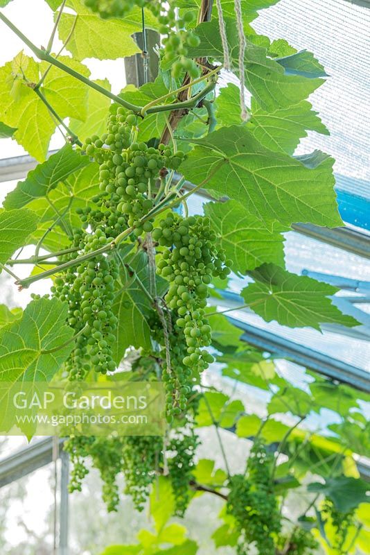 Vitis vinifera. Bunches of grapes developing in apex of small greenhouse