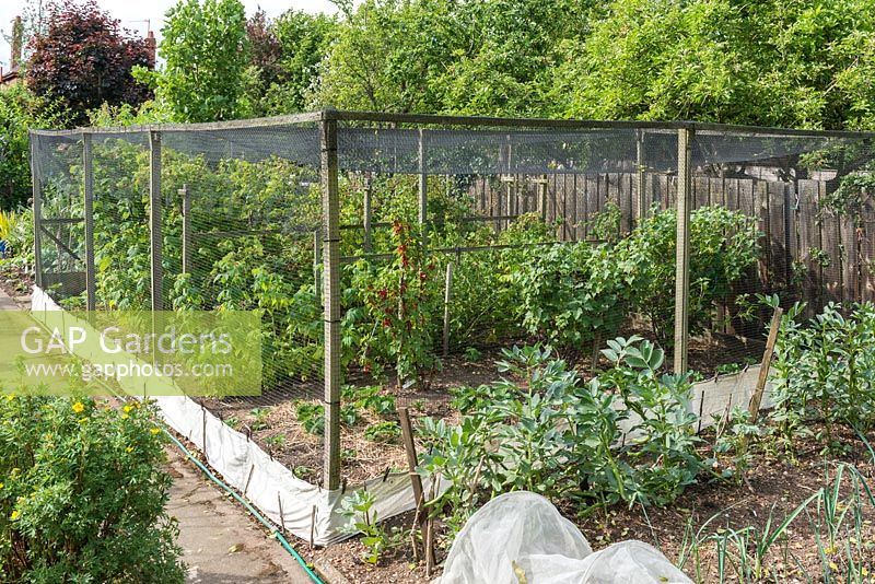 Well tended vegetable garden. Soft fruit protected by fruit cage.