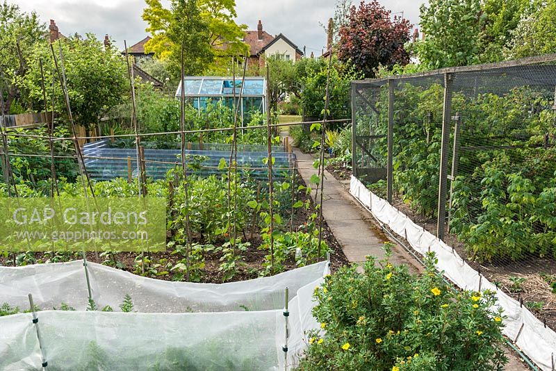 Well tended vegetable garden. Plastic mesh protection against carrot fly, soft fruit in cage, runner beans on bamboo frame, brassicas with bird protection. Small aluminium greenhouse.