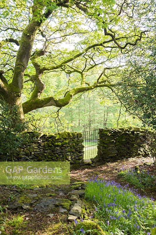 Drystone wall running between woodland garden and adjoining field with oak and bluebells. Windy Hall, Windermere, Cumbria, UK
