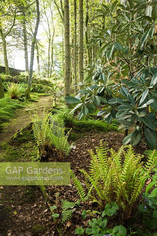 Woodland garden with mosses and ferns below trees and shrubs including large leaved Chinese rhododendrons. Windy Hall, Windermere, Cumbria, UK