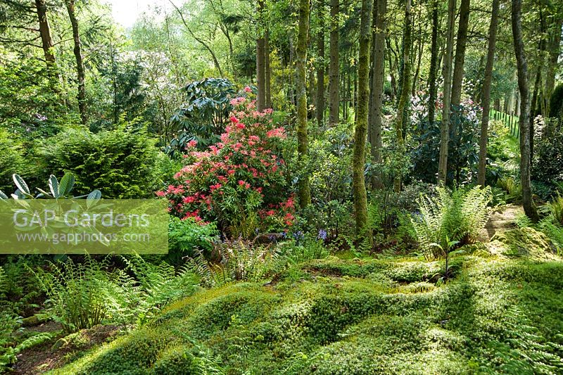 Woodland garden full of rhododendrons, pieris, camellias and azaleas that enjoy the area's acid soil. Windy Hall, Windermere, Cumbria, UK