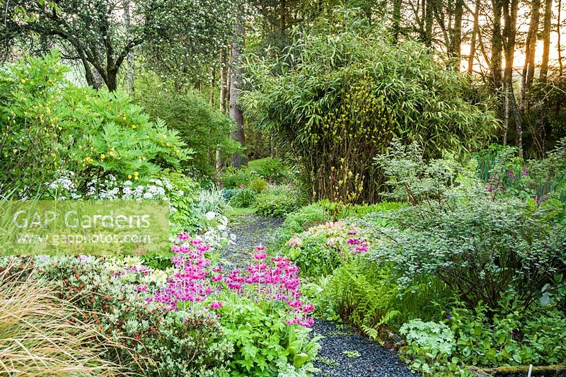 Path framed by candelabra primulas, ferns, pinkish Chaerophyllum hirsutum 'Roseum', bamboo and yellow tree peony. Windy Hall, Windermere, Cumbria, UK