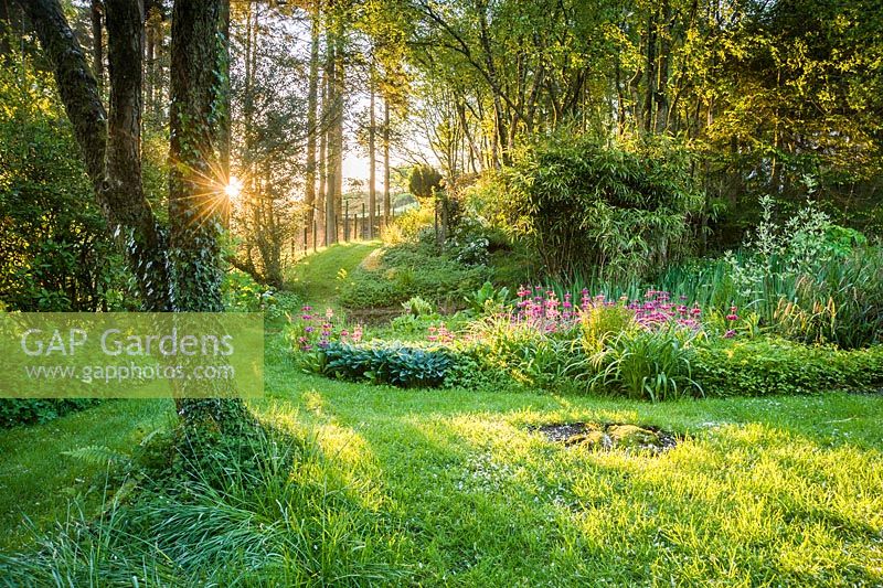 Bog garden illuminated by dawn sunlight includes Primula pulverulenta, hostas, ferns and lysichiton. Windy Hall, Windermere, Cumbria, UK