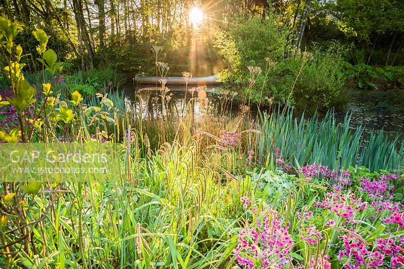 Dawn sunlight breaks through mist and trees above the pond with moored canoe, surrounded by magenta Primula pulverulenta, Carex pendula, ferns and irises. Windy Hall, Windermere, Cumbria, UK