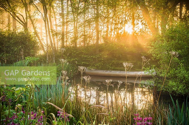 Dawn sunlight breaks through mist and trees above the pond with moored canoe, surrounded by magenta Primula pulverulenta, ferns, irises, sedges and bamboo. Windy Hall, Windermere, Cumbria, UK