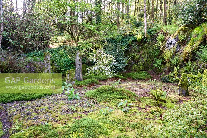 Quarry garden from where stone was quarried to build the house, now inspired by Japanese gardens and a love of wild plants including mosses and lichens, here carpeting foliose peltigera. Windy Hall, Windermere, Cumbria, UK