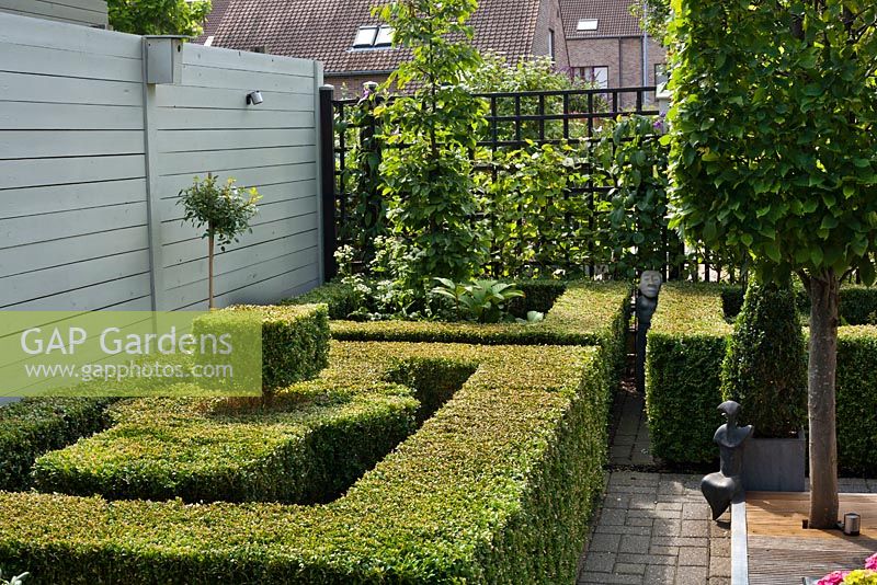 Box parterre and trained Carpinus betulus 'Frans Fontaine' in small contemporary garden. Family Fabry - Mathijs. Belgium