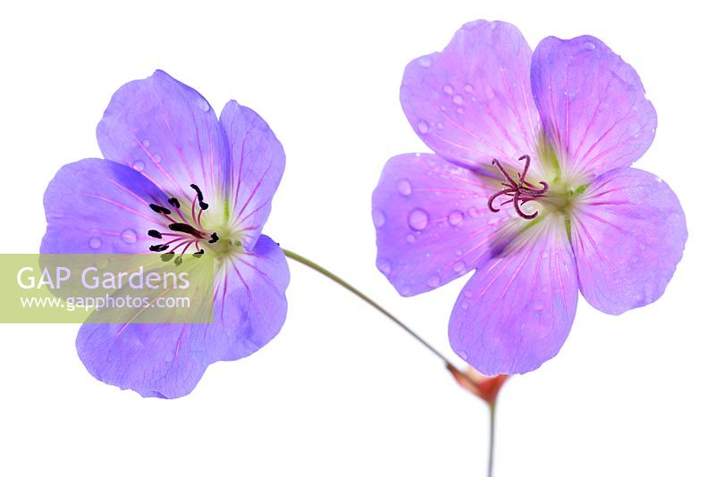 Geranium Rozanne - 'Gerwat' AGM. New and old flower 