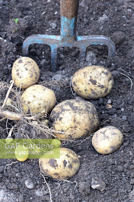 Solanum tuberosum 'Accent' AGM. Freshly lifted potato tubers